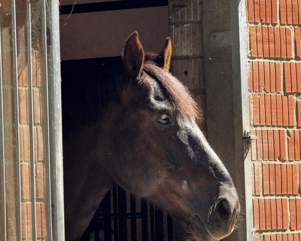 jumper Kassino Dw Z (Zangersheide riding horse, 2015, from Kannan)