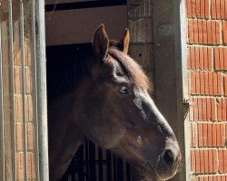 Springpferd Kassino Dw Z (Zangersheide Reitpferd, 2015, von Kannan)