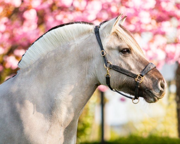 broodmare Roosjedokka (Fjord Horse, 2015, from Lyckängs Tempo)