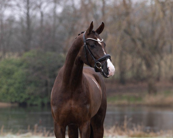 dressage horse Bronzite (Hanoverian, 2022, from Bonds)