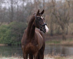 Dressurpferd Bronzite (Hannoveraner, 2022, von Bonds)