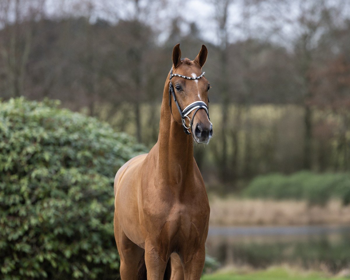 dressage horse Daan G (Hanoverian, 2022, from Donkey Boss)