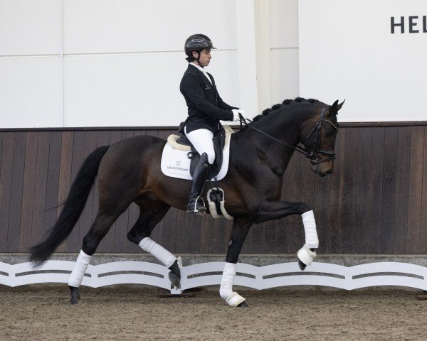 stallion Global Amour (Oldenburg, 2021, from Global Player OLD)