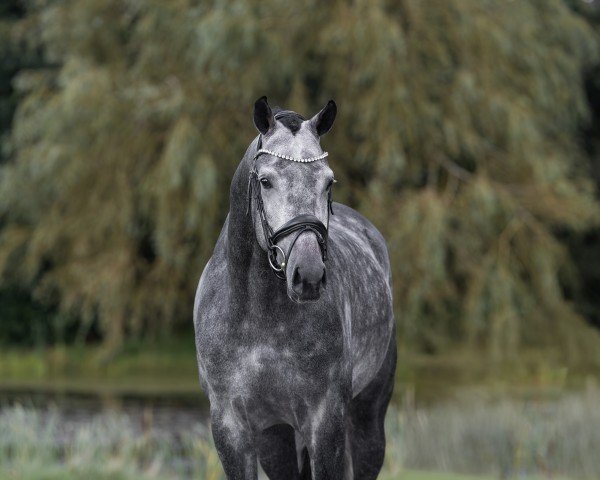 stallion Proud James (KWPN (Royal Dutch Sporthorse), 2020, from Jameson RS2)