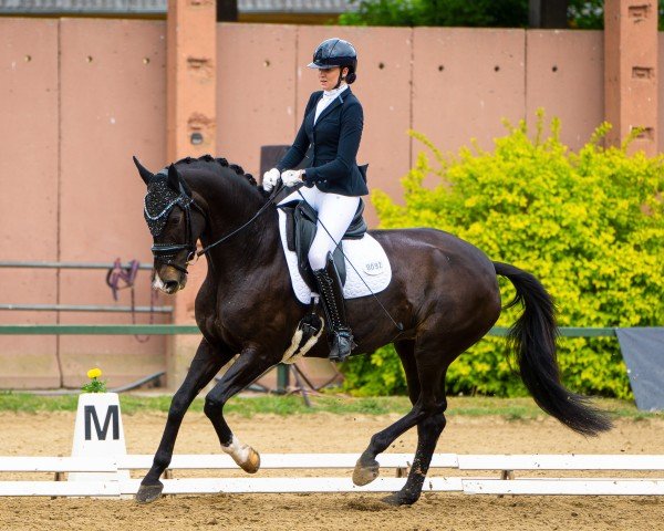 dressage horse Secret's Romantic Dream (Oldenburg, 2019, from Secret)