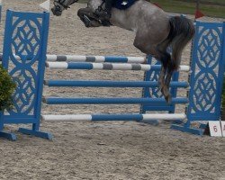 jumper Contagia 4 (Hanoverian, 2019, from Contagio)