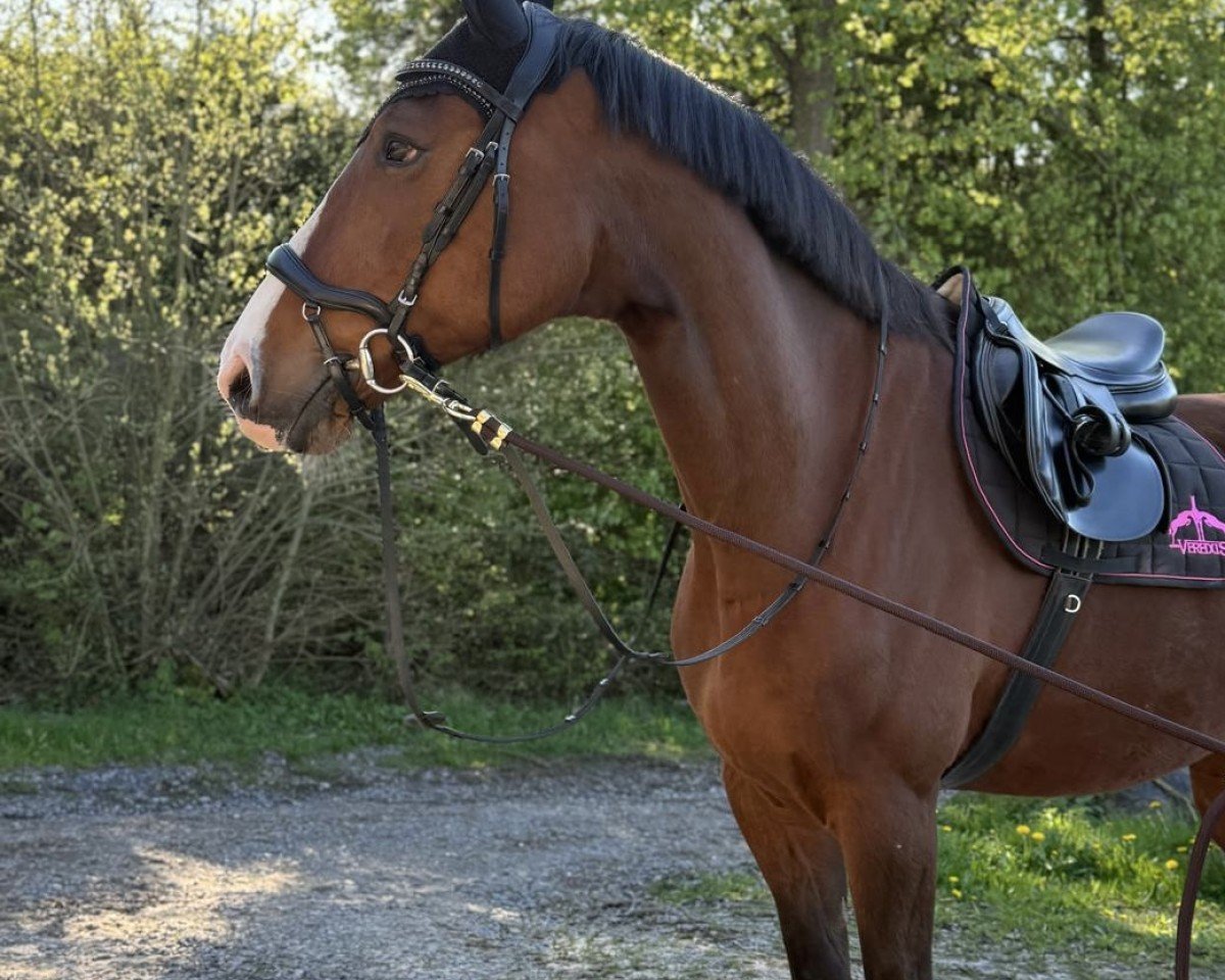 Springpferd Come in and find out (Deutsches Sportpferd, 2011, von Casdorff)