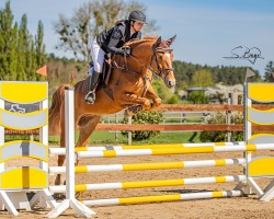 Springpferd Kallmar Blue (KWPN (Niederländisches Warmblut), 2020, von Kallmar VDL)