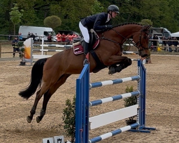 Springpferd Lionidas 2 (Westfale, 2009, von Lord Z)