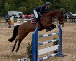 jumper Lionidas 2 (Westphalian, 2009, from Lord Z)