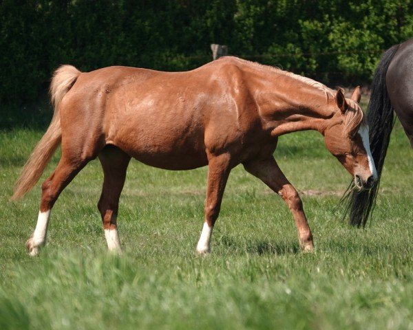 Dressurpferd Ravenna (Deutsches Reitpony, 2010, von Holsteins Gentleman)