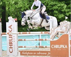 Springpferd Clapton RZ (Holsteiner, 2014, von Cassus 2)