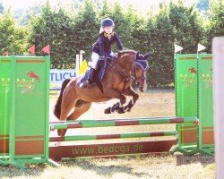 Dressurpferd Cassiopeia 140 (Deutsches Reitpony, 2019, von Classic Dancer I)