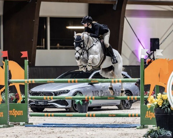 broodmare Graefin Grey T (Hanoverian, 2012, from Grey Top)