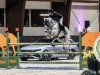 broodmare Graefin Grey T (Hanoverian, 2012, from Grey Top)