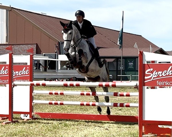 jumper Chacara CB (Oldenburg show jumper, 2019, from Chacoon Blue)