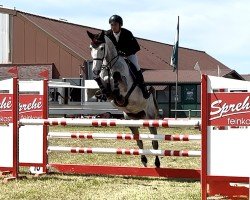 jumper Chacara CB (Oldenburg show jumper, 2019, from Chacoon Blue)