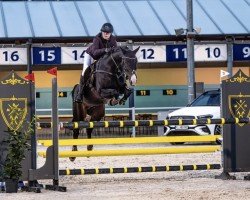 stallion Bipeggio (Westphalian, 2013, from Balous Bellini)