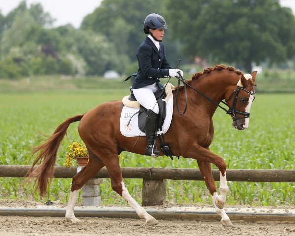 stallion Top Vidal (Westphalian, 2011, from Vitalis)