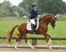 stallion Top Vidal (Westphalian, 2011, from Vitalis)