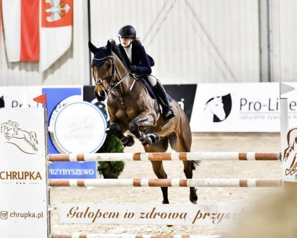 jumper Constantine M (Hanoverian, 2012, from Contendro I)