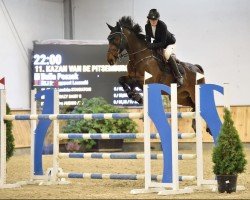 Springpferd Kazan van de Pitsemburg (Belgisches Warmblut, 2010, von Muscaris D'Ariel)