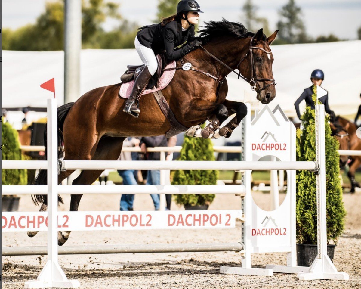 Springpferd Vikita Chabaudiere (Selle Français, 2009, von Toulon)