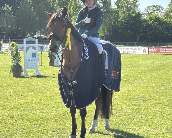 jumper Heidediamant (Trakehner, 2016, from Perfekt 60)