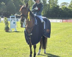 jumper Heidediamant (Trakehner, 2016, from Perfekt 60)