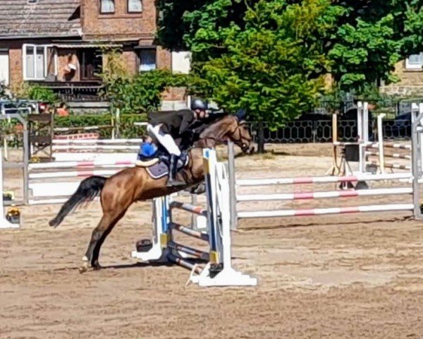 horse Illusion 83 (Hanoverian, 2017, from Iberio)