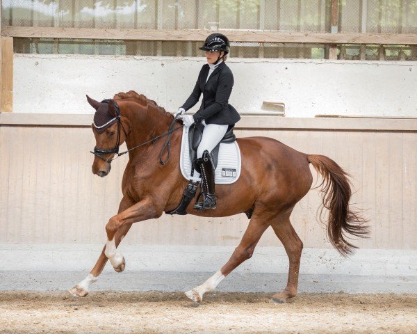 dressage horse Destefano PST (Westphalian, 2018, from Destacado FRH)