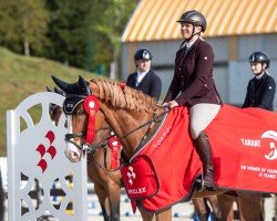 jumper Chaccartoon W (Polish Warmblood, 2019, from Chacco Nann)