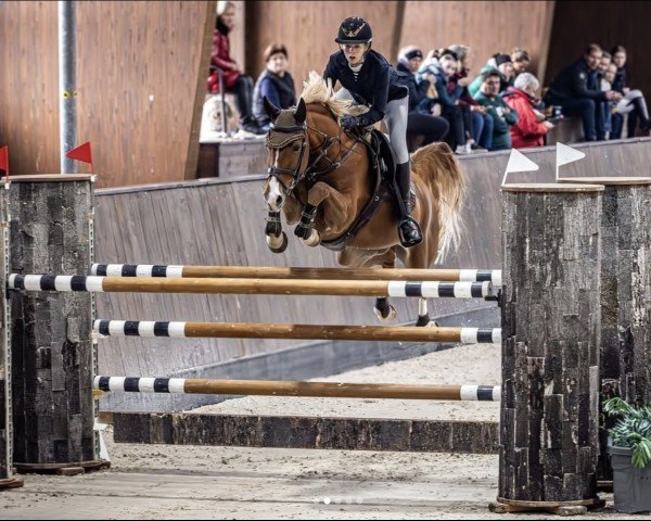 Springpferd Quintus (Polnisches Warmblut, 2016, von Quint Vh Maarlo Z)