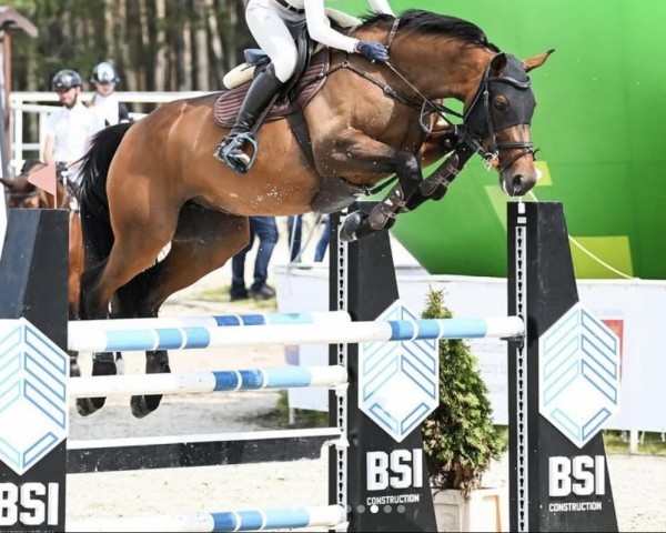 jumper Susi Sorglos (Hanoverian, 2011, from Stakkato)