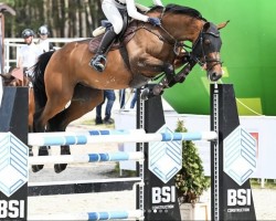 Springpferd Susi Sorglos (Hannoveraner, 2011, von Stakkato)