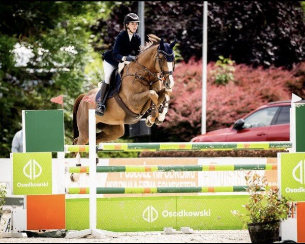 jumper Cedynia (Polish Warmblood, 2013, from Chacco-Fly)