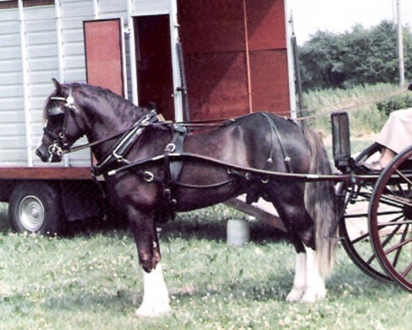 horse Nesscliffe Traveller (Welsh-Cob (Sek. D), 1978, from Tireinon Shooting Star)