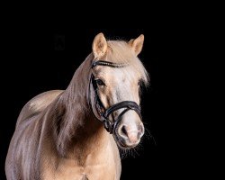 dressage horse Leonardo (Welsh mountain pony (SEK.A), 2013)