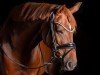 dressage horse Royal Rubinia (Oldenburg, 2019, from Royal Court)