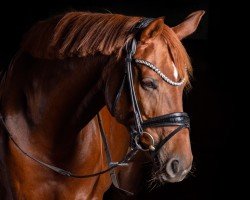 dressage horse Royal Rubinia (Oldenburg, 2019, from Royal Court)
