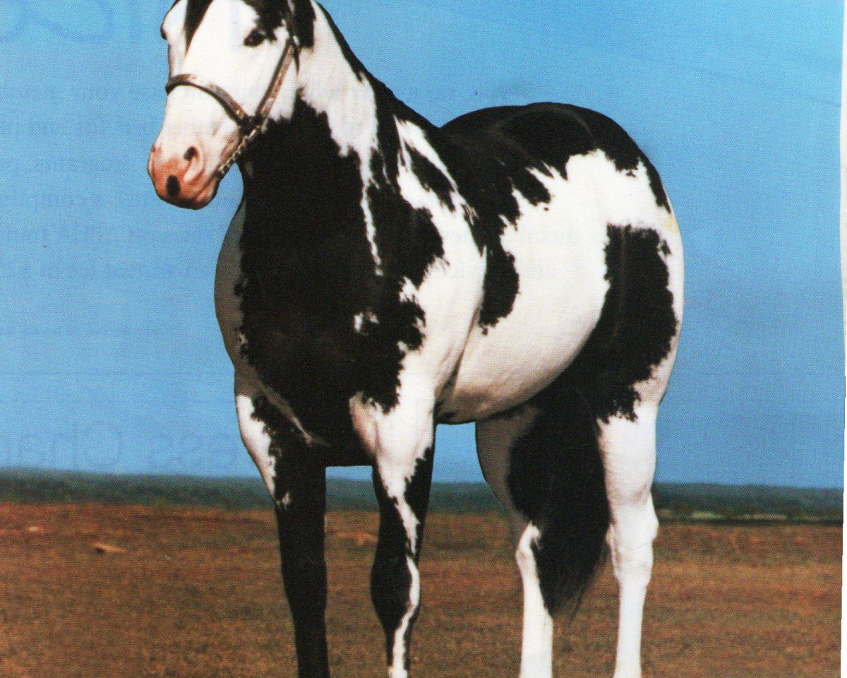 stallion Blue Max (Paint Horse, 1983, from Blue Mark)