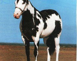 Deckhengst Blue Max (Paint Horse, 1983, von Blue Mark)