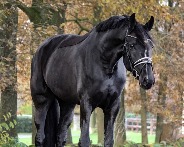 dressage horse Solera (Westphalian, 2020, from So Unique)