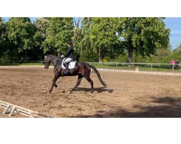 dressage horse Fontana 62 (Hanoverian, 2015, from Fürstenball)