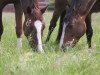 broodmare Quadrofina (Hanoverian, 2012, from Quaterhall)