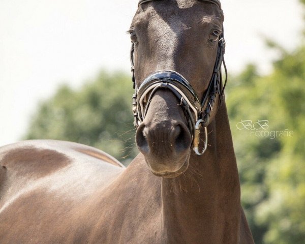 dressage horse La Venezia (Hanoverian, 2016, from Le Vivaldi)