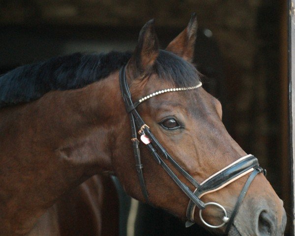 dressage horse Diana 1027 (Thuringia, 2001, from Wolkenball)