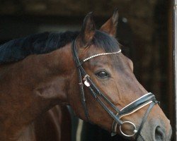 dressage horse Diana 1027 (Thuringia, 2001, from Wolkenball)