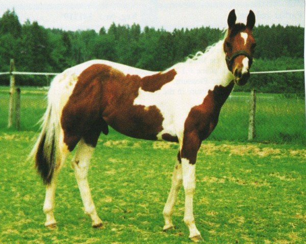 Pferd Smart Pep Olena (Paint Horse, 1996, von Little Peppy OLena)