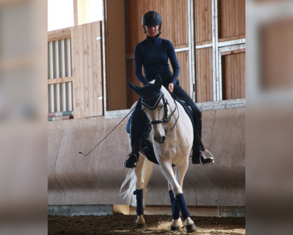dressage horse Filomena W (Little German Riding Horse, 2003, from Farouche Le Blanc)